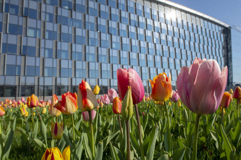 Joint Delegation to NATO, Brussels