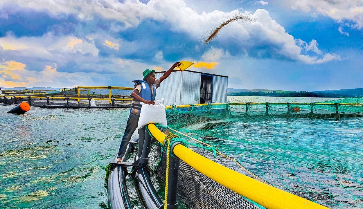 Feeding fish at fish farm in Uganda