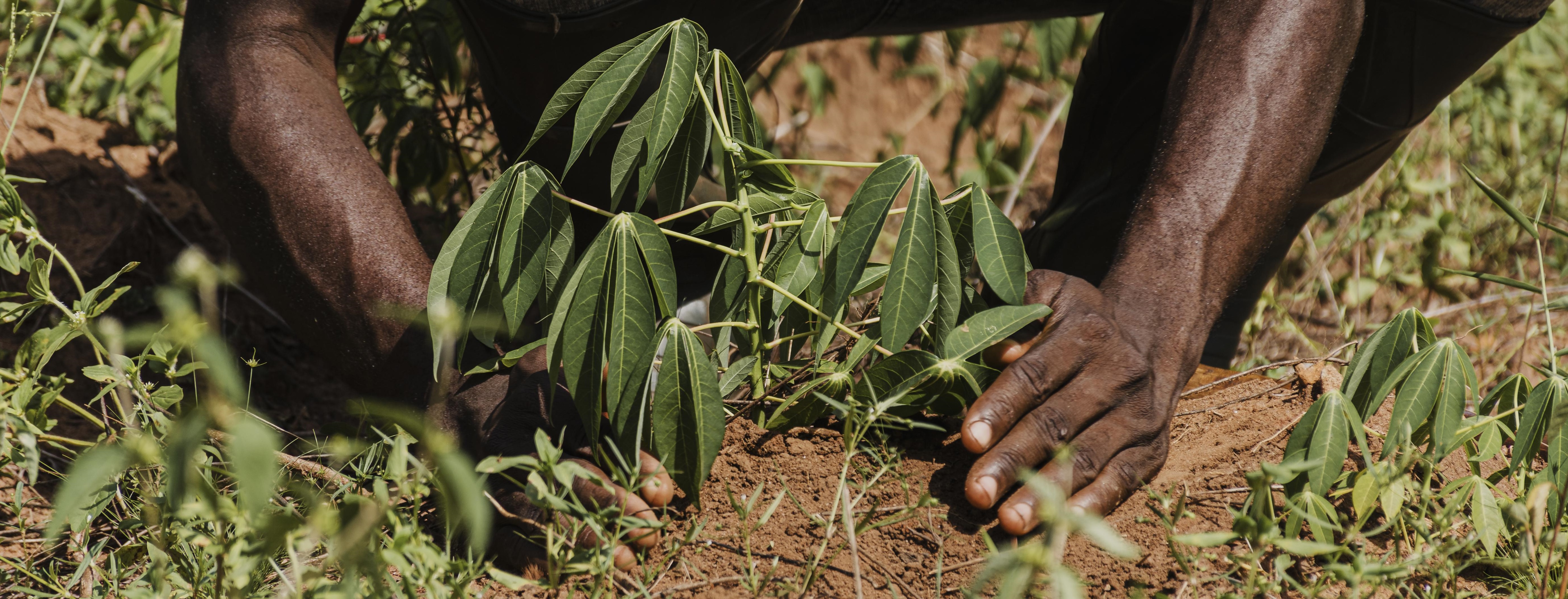 Cassave planting 
