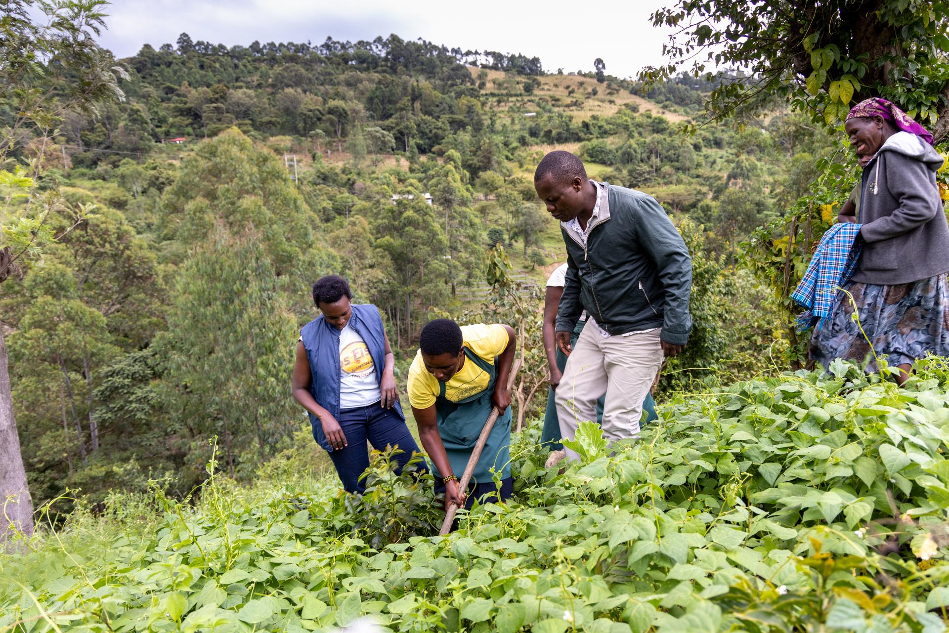 Farming system with beans in Uganda