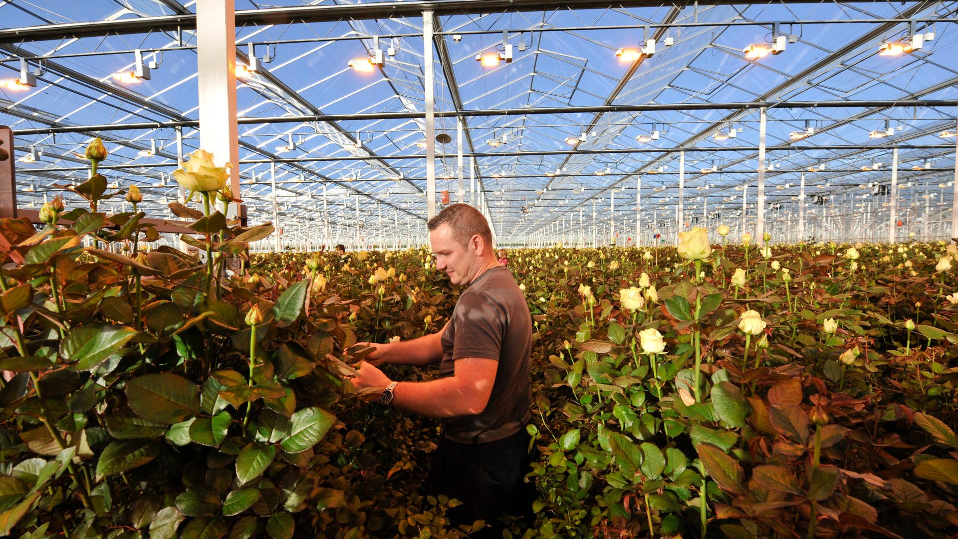 Floriculture farm 