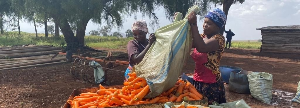 Carrot Harvesting