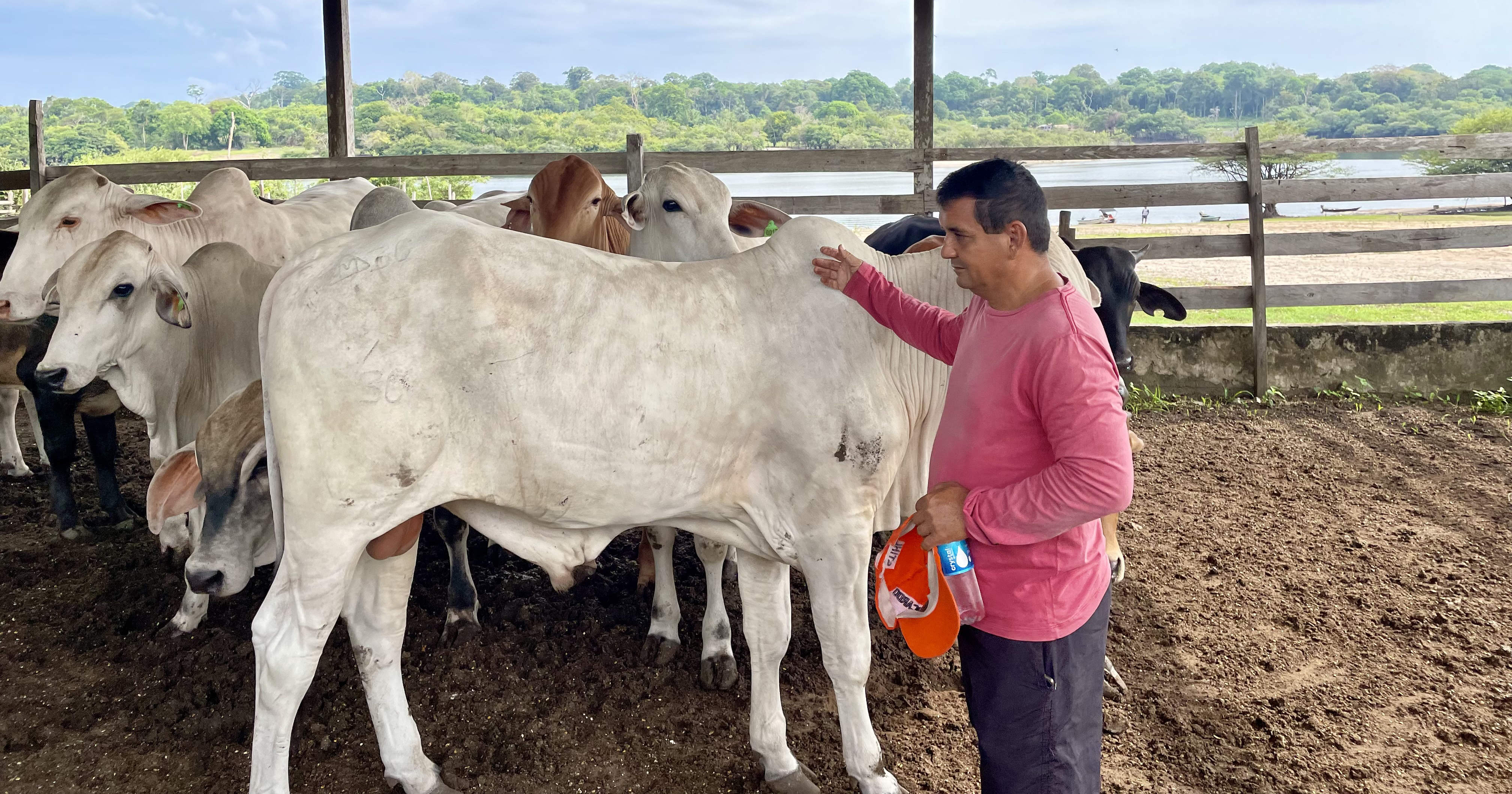 White cow farm in the Amazon icw Dutch Ministry of Agriculture Nature and Food Quality.
