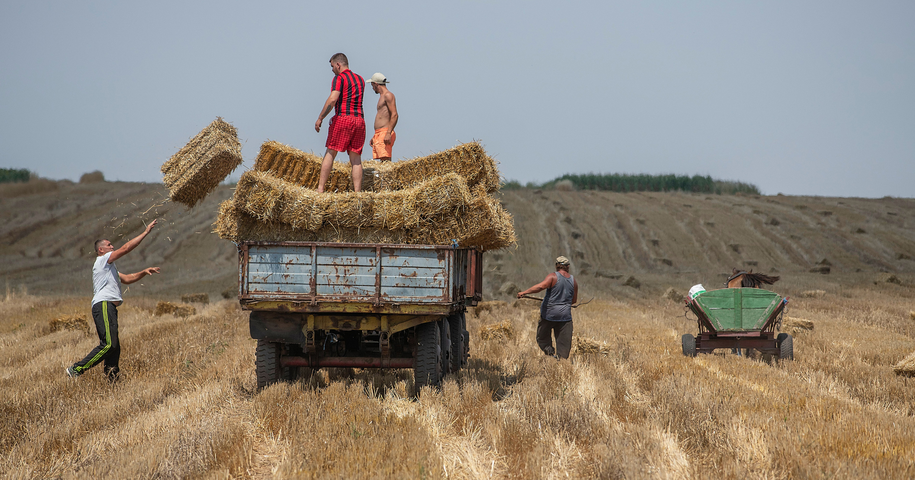 Farmers collect dried hay which will be used to feed the animals in the winter.