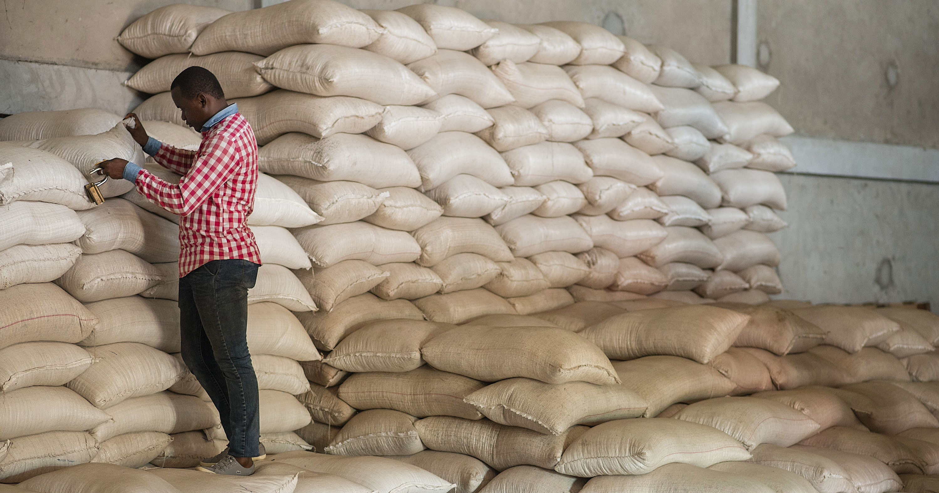 Man checks the stores of rice in a warehouse