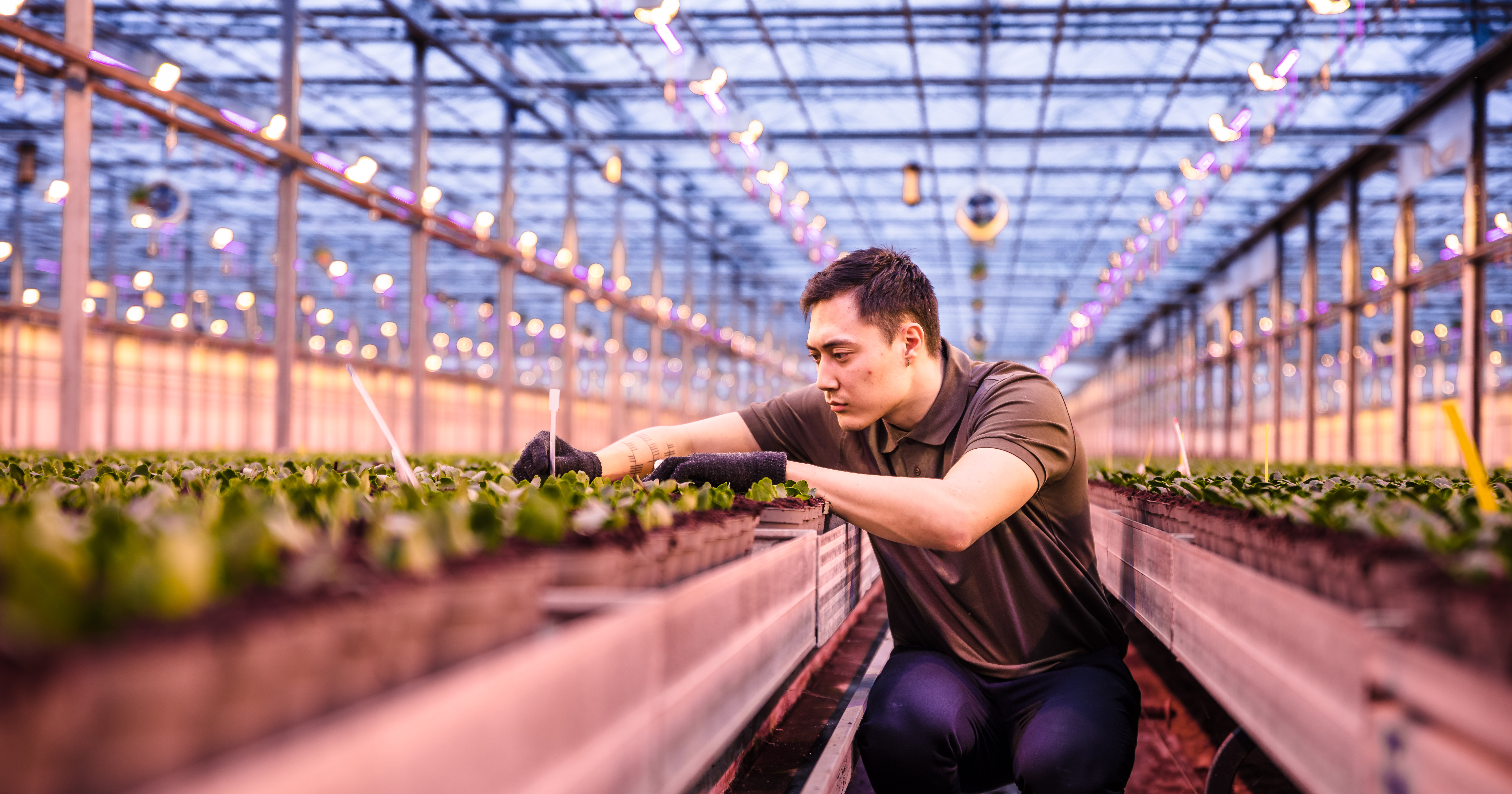 Greenhouse with energy-efficient LED lamps by Dutch company Signify