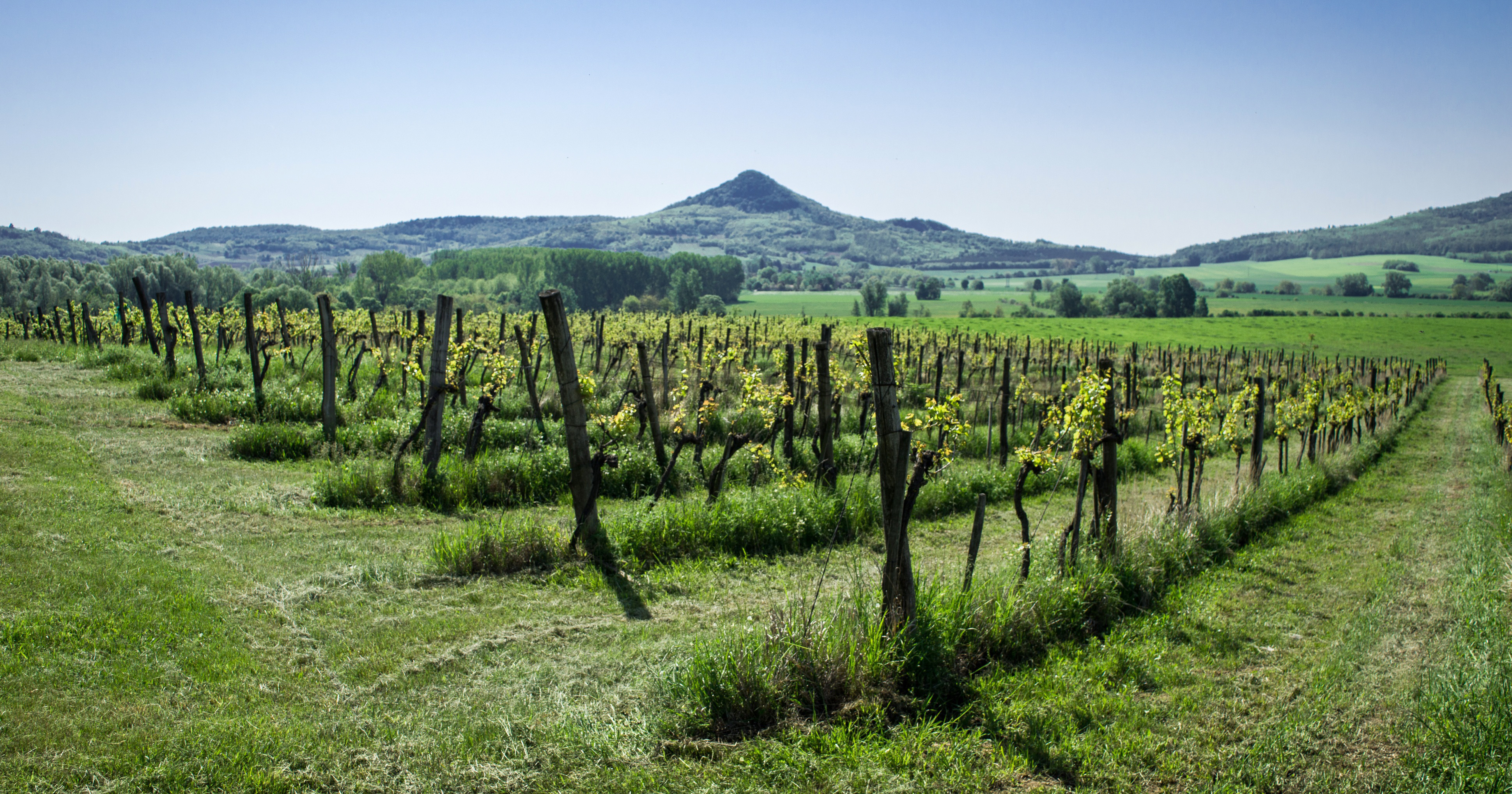 Hungarian vineyward