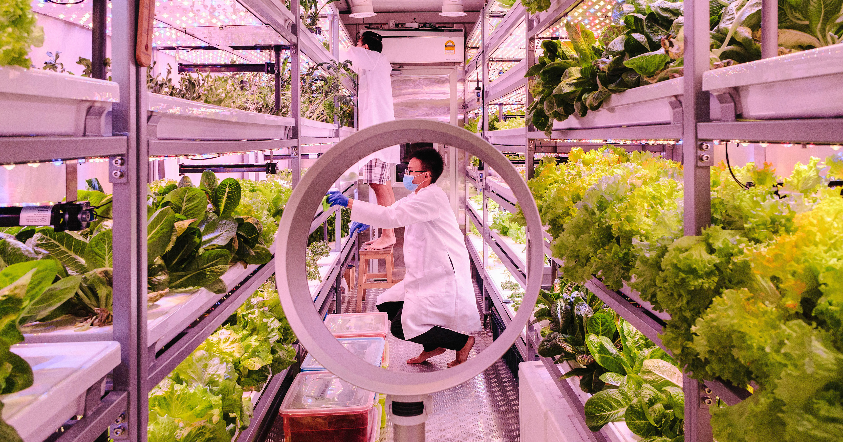 Start up Future Farms in Kuala Lumpur is a converted storage container where vegetables are grown using hydroponics - LED lighting and no pesticides