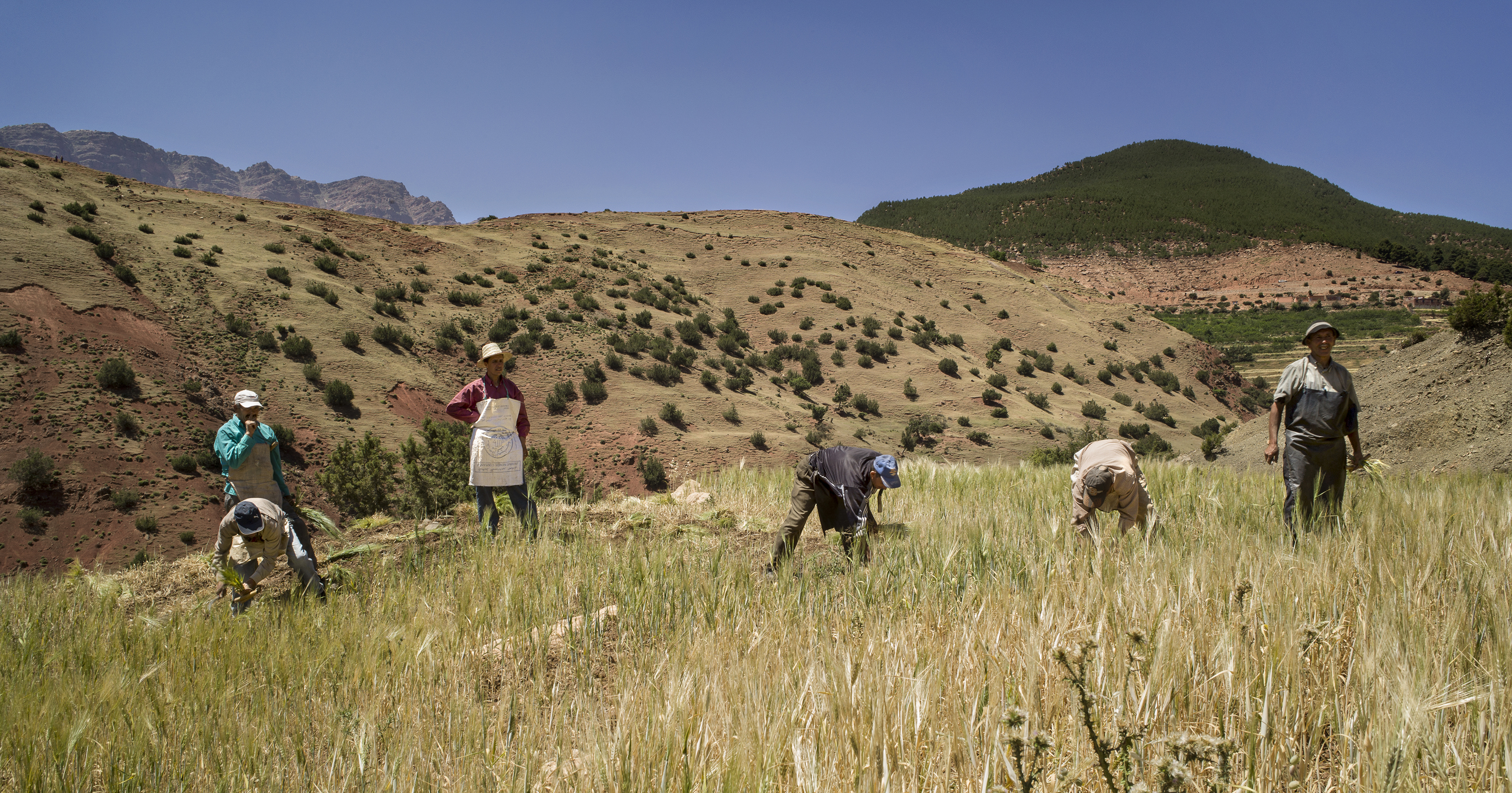 Ouvriers agricoles récoltant un champ dans la vallée de l'Ourika.