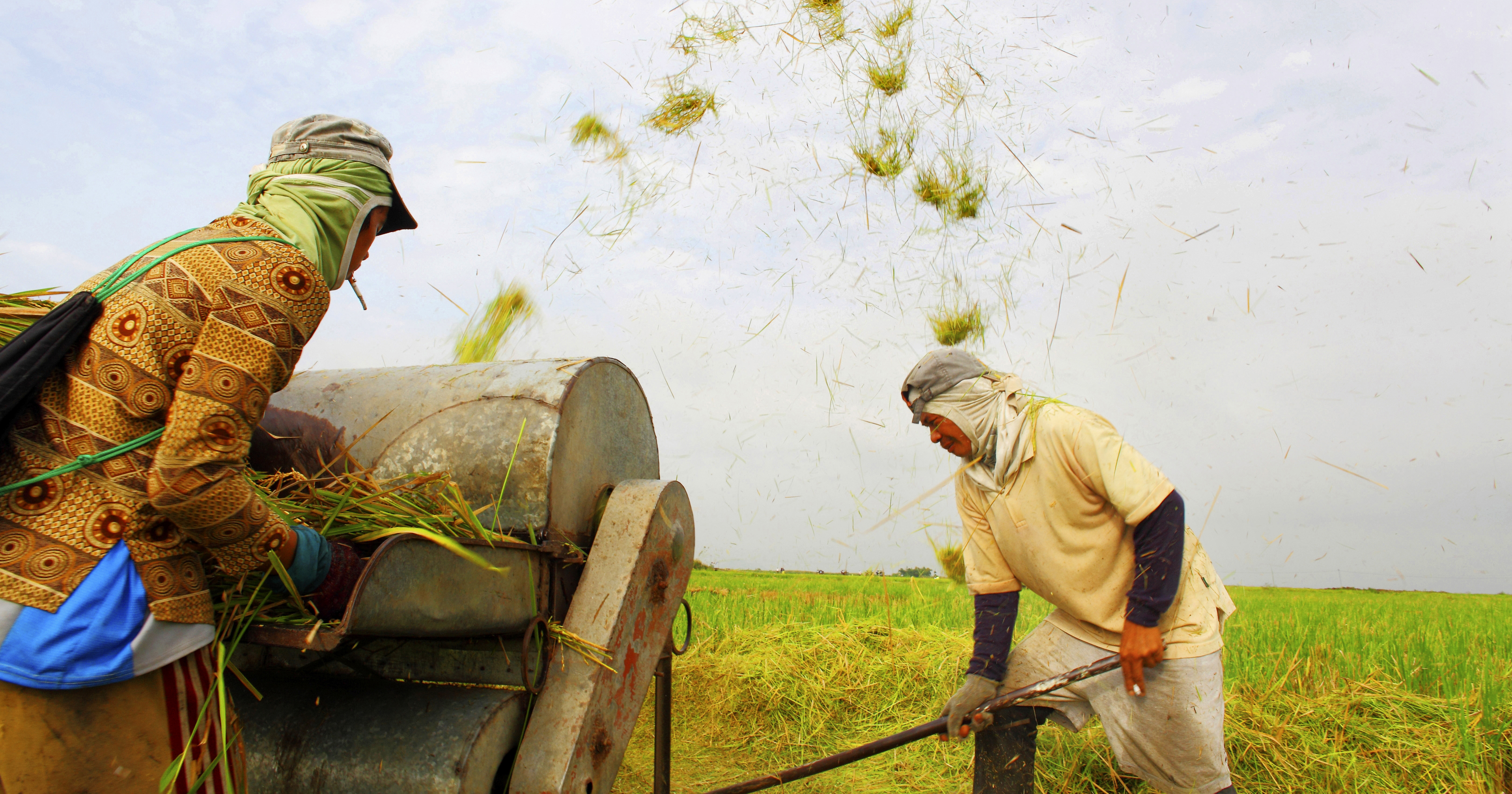 Philippines Farmers use a rice threshing machine in Calauan