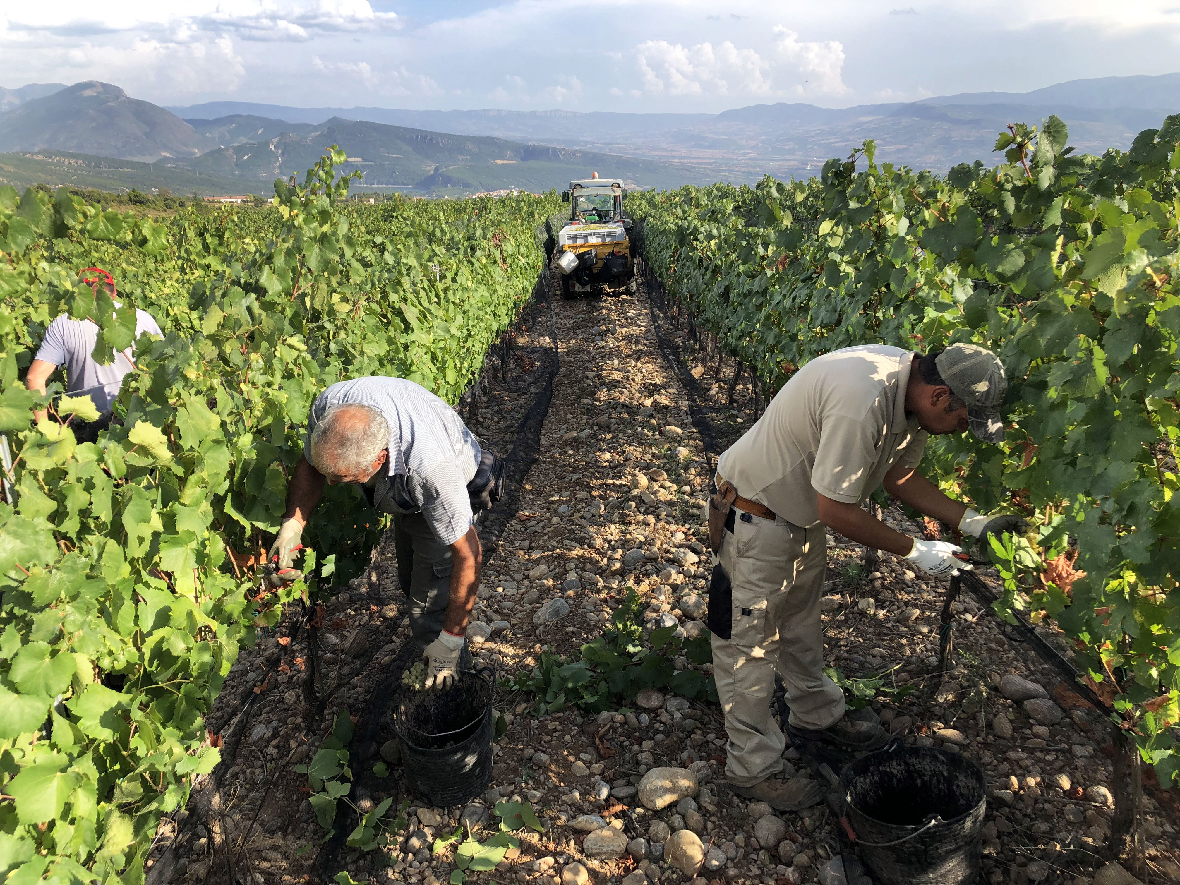 Grape picking in the Llerrida region where grapes grow at high altitude to protect against heat