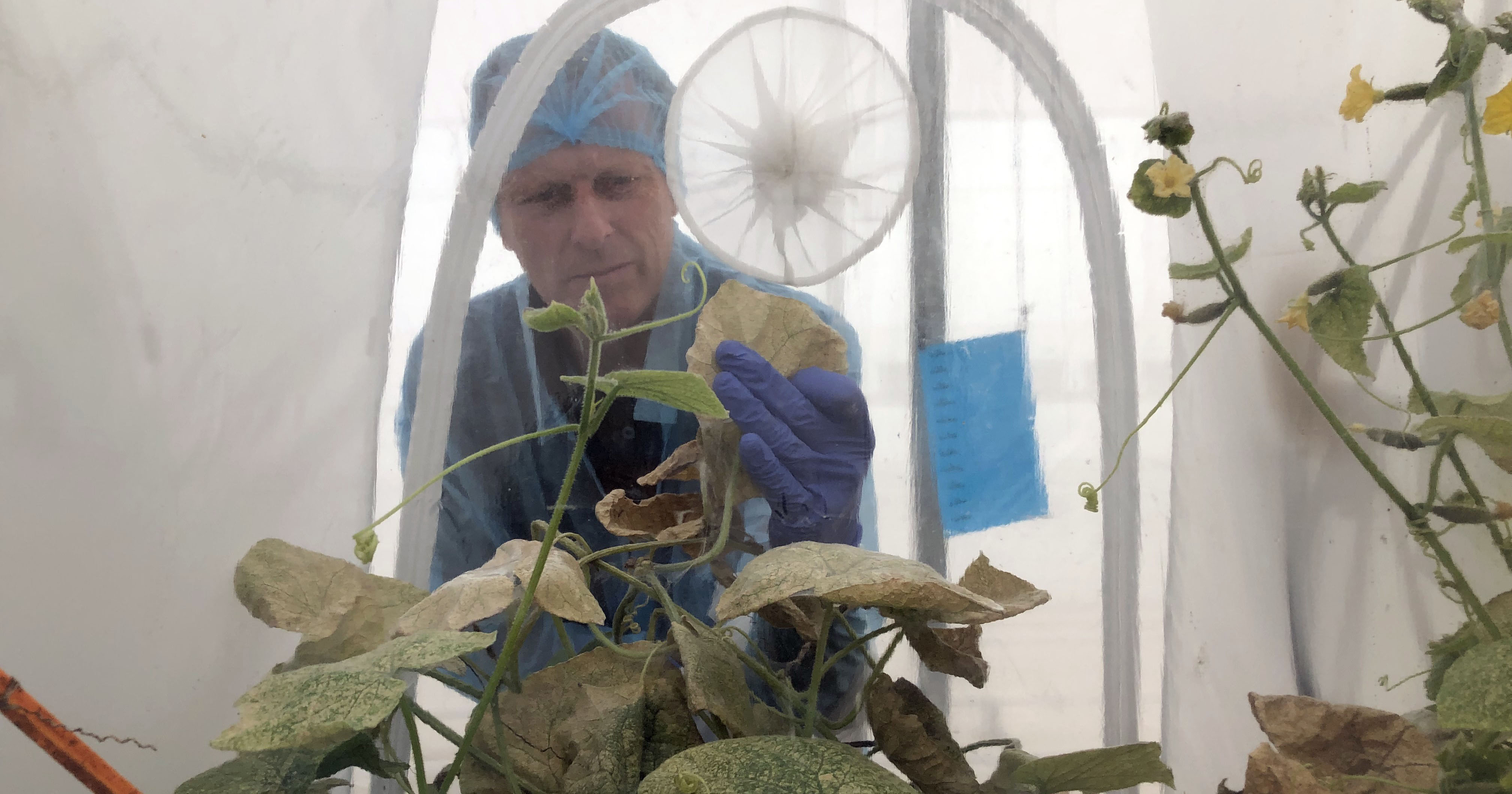 Plant research in Murcia by a Dutch seed breeding company