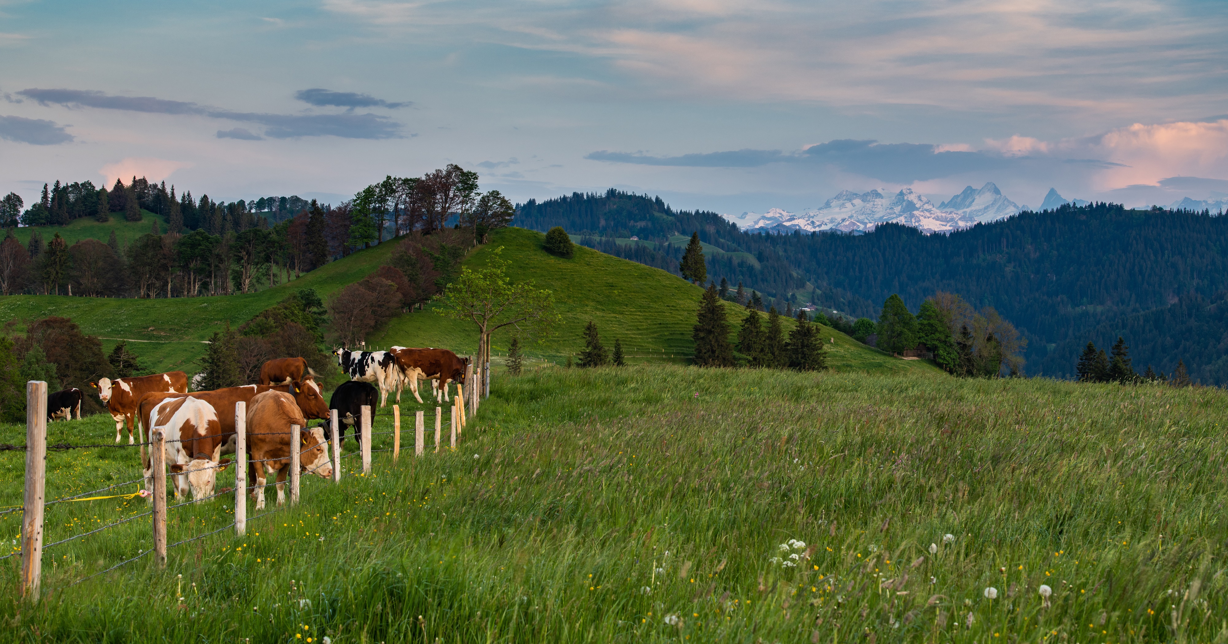 Dairy cows in Switserland.